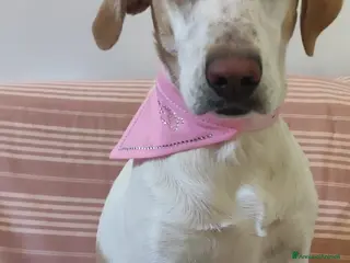 Altre razze cani Camilla mix Segugia/Setter 4anni..sfortunata!ROMA a Città metropolitana di Milano - Annuncio 4
