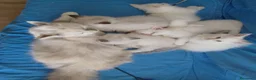 Siberiano gatti in vendita: Cuccioli di Siberiano Neva Masquerade  a Provincia di Macerata - Annuncio 10