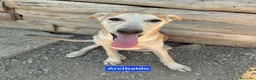 Meticcio cani in regalo: Angy Alex Arcibaldo Antony Asterix e Ambrogio - Annuncio 5