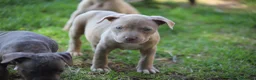 Pitbull cani in vendita: Pit Bull con pedigree anche a rate  - Annuncio 38