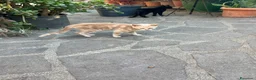 Altre razze gatti in regalo: gattina di 3 mesi rossa cerca casa a Città metropolitana di Roma Capitale - Annuncio 2