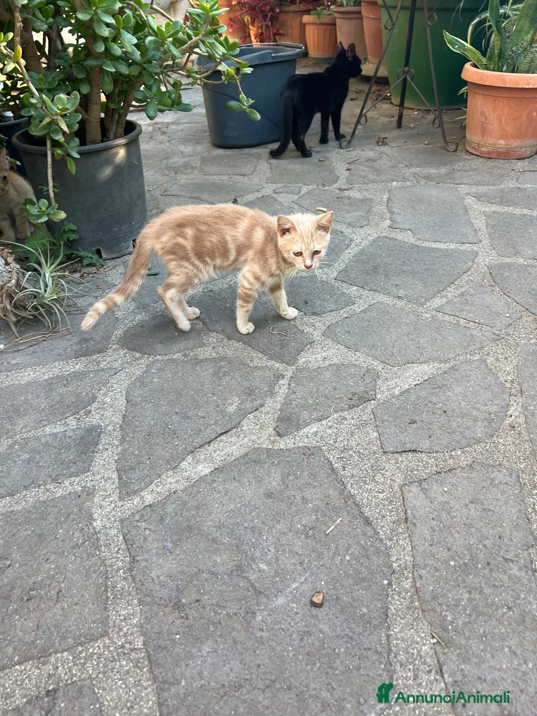 Altre razze gatti in regalo: gattina di 3 mesi rossa cerca casa a Città metropolitana di Roma Capitale - Annuncio 2