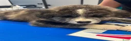 Akita Inu cani in vendita: Cuccioli di Akita Inu - Annuncio 7