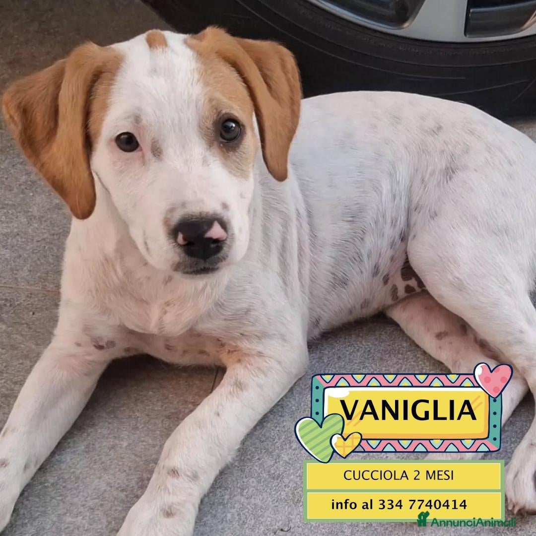 Meticcio cani Vaniglia dolce cucciola cerca casa tg media - Annuncio 41