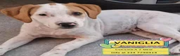 Meticcio cani in regalo: Vaniglia dolce cucciola cerca casa tg media - Annuncio 1