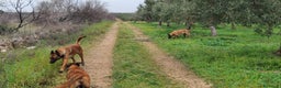 Pastore Belga cani in vendita: Allevamento Pastore Belga Malinois Potenza Matera a Provincia di Potenza - Annuncio 10