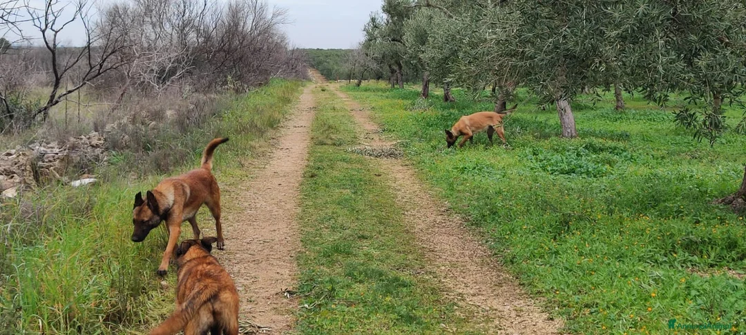 Pastore Belga cani in vendita: Allevamento Pastore Belga Malinois Potenza Matera a Provincia di Potenza - Annuncio 10