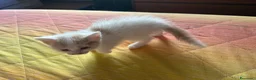 Europeo gatti in regalo: Gattina bianca con macchie rossicce - Annuncio 3