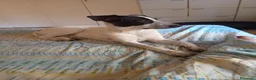 Meticcio cani in regalo: Cagnolina meticcia  a Città metropolitana di Roma Capitale - Annuncio 2