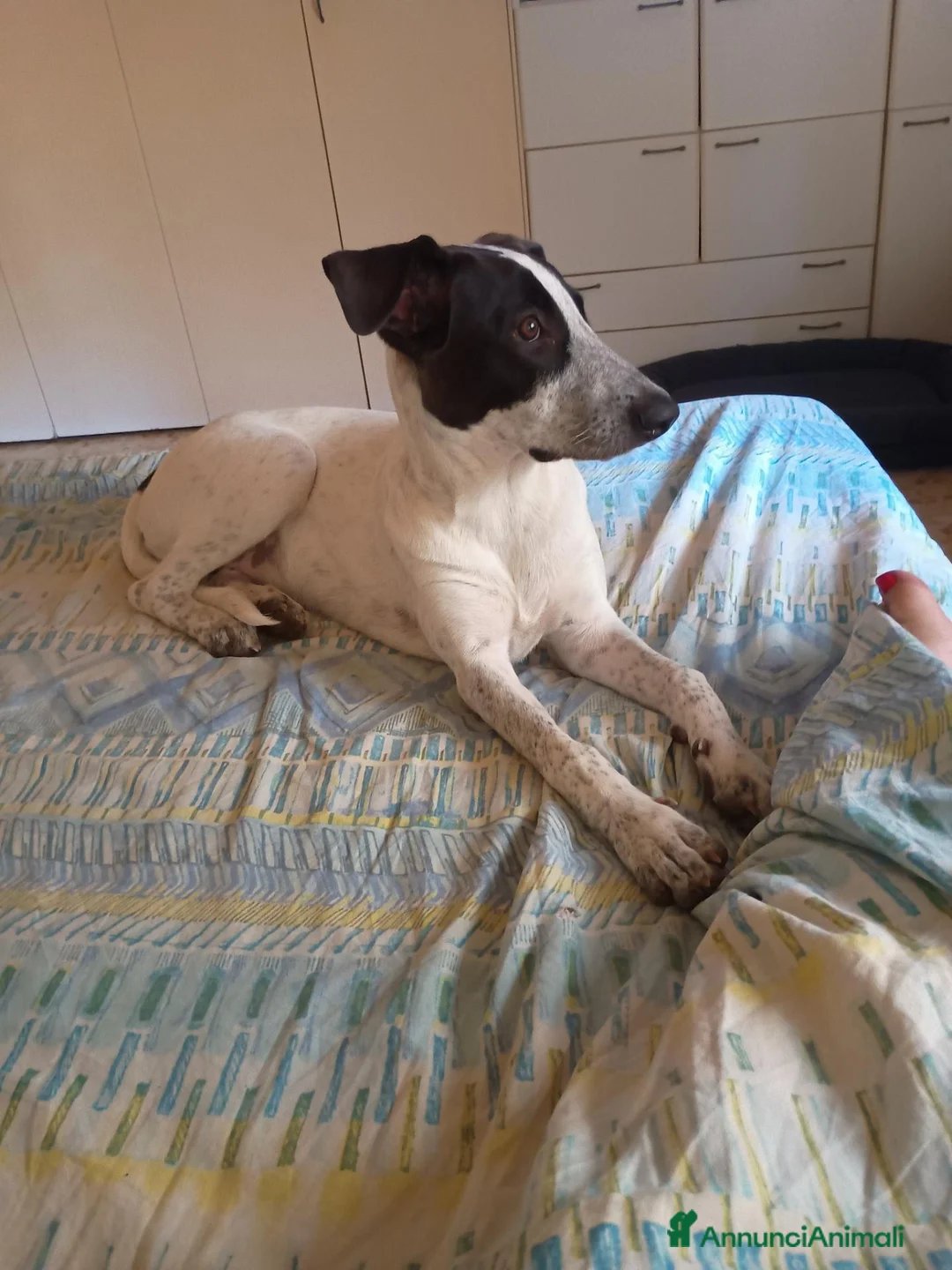 Meticcio cani in regalo: Cagnolina meticcia  a Città metropolitana di Roma Capitale - Annuncio 2