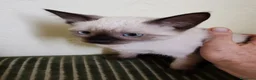 Siamese gatti in vendita: Siamese a Provincia di Biella - Annuncio 2