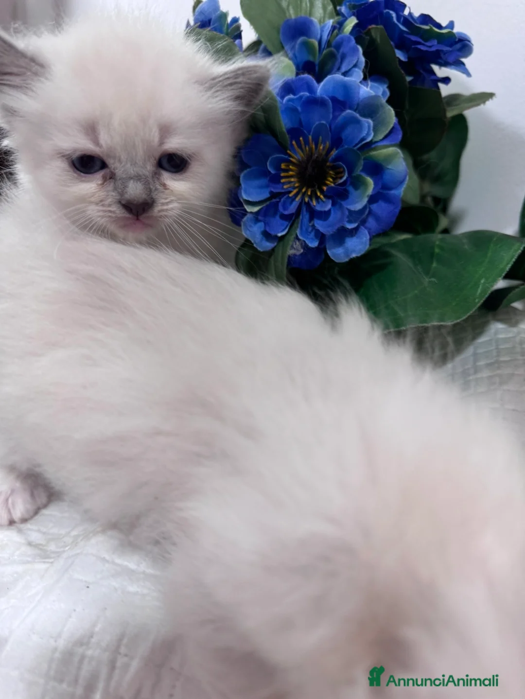 Ragdoll gatti in vendita: Ragdoll cuccioli disponibili  - Annuncio 2