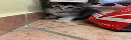 Maine Coon gatti in vendita: MAINE COON SHADED PREGIATI cuccioli  - Annuncio 20