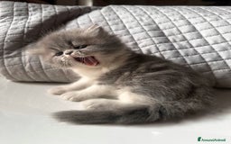 Persiano gatti in vendita: CUCCIOLI GATTINI PERSIANI tremestieri etneo CT - Immagine 3