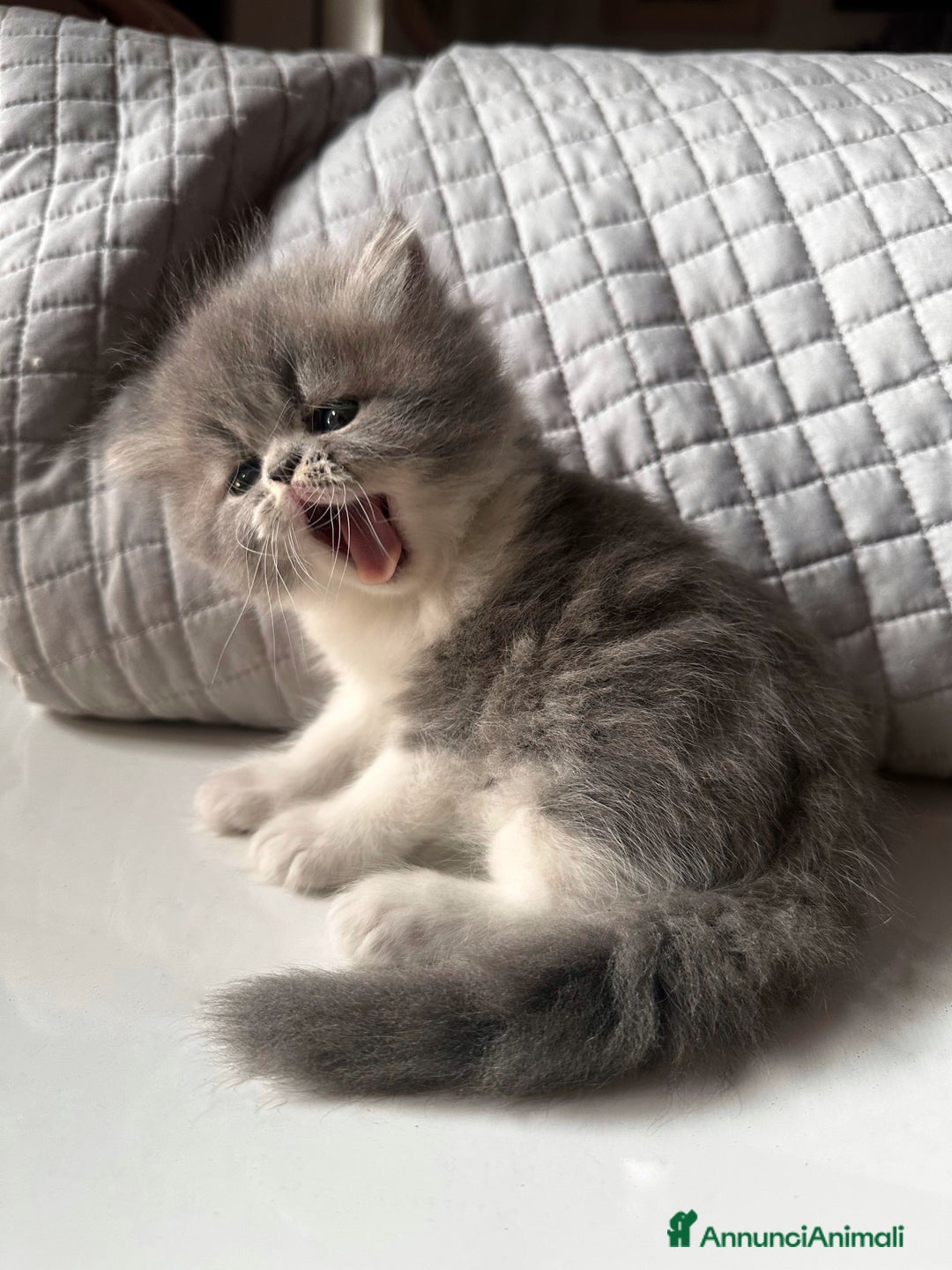 Persiano gatti in vendita: CUCCIOLI GATTINI PERSIANI tremestieri etneo CT - Immagine 3