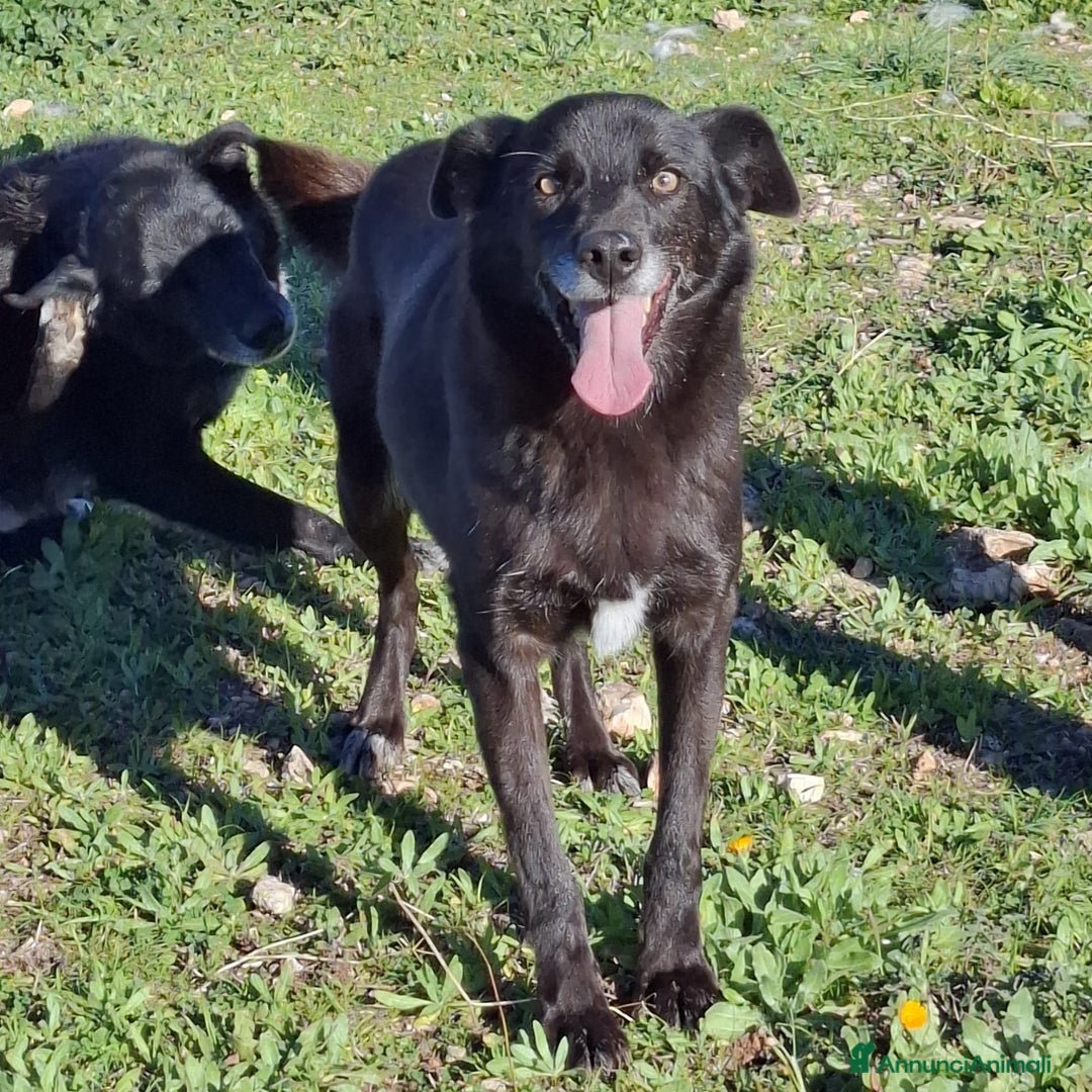 Meticcio cani in regalo: Crik&Crok Cerca Famiglia. Info Monica 3890238584 - Annuncio 21