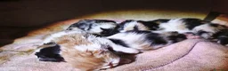Persiano gatti in vendita: Gattini persiani  - Annuncio 4