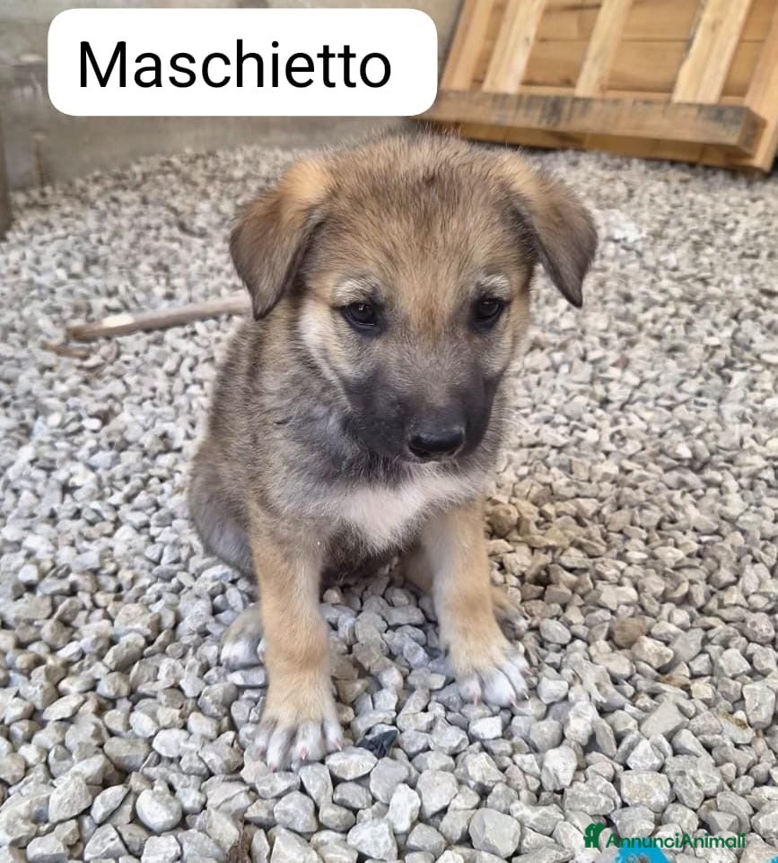Lupo Cecoslovacco cani Roy splendido cucciolo mix lupo cecoslovacco  - Annuncio 3