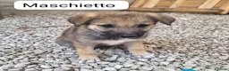 Lupo Cecoslovacco cani in regalo: Roy splendido cucciolo mix lupo cecoslovacco  - Annuncio 1