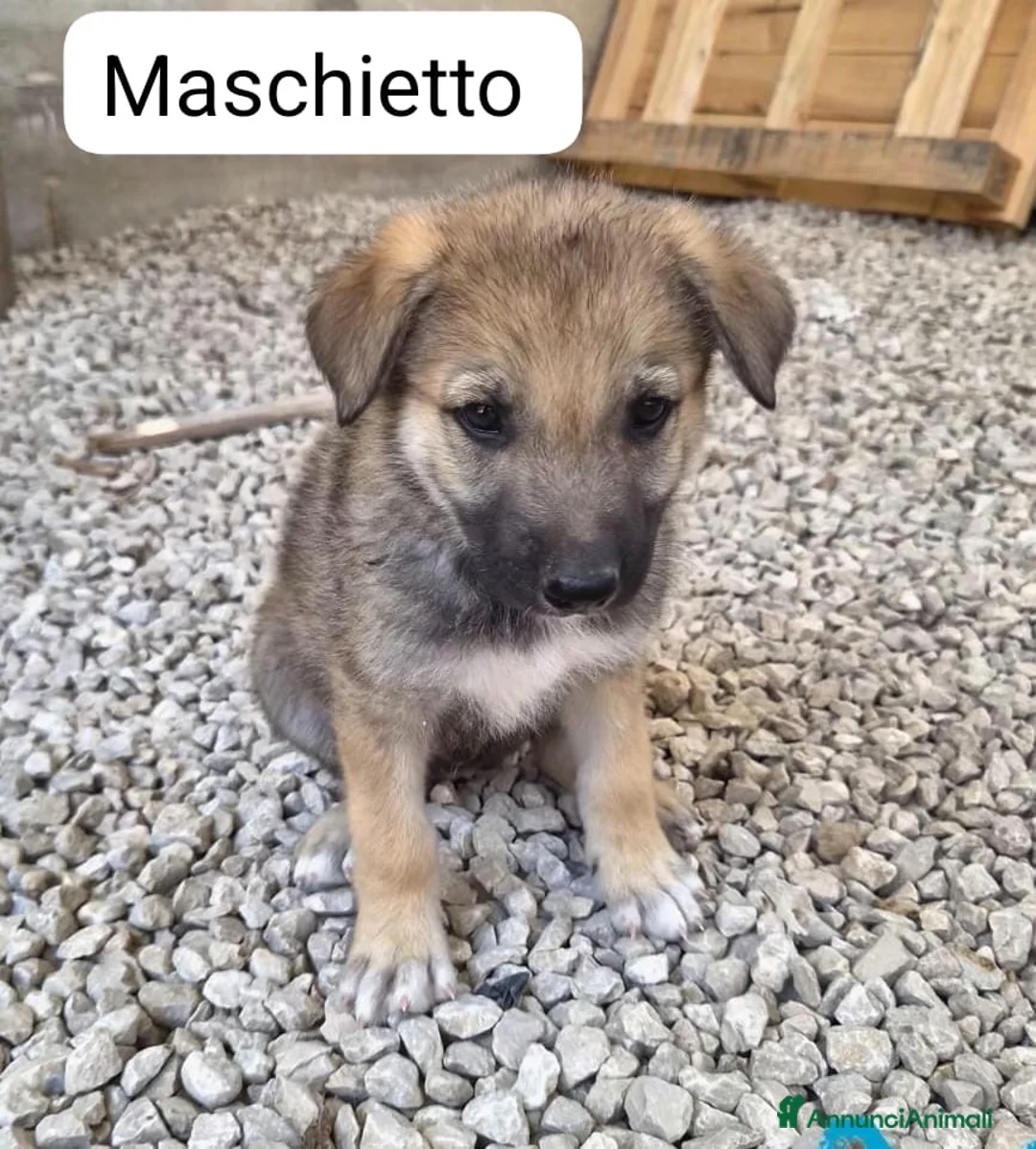 Lupo Cecoslovacco cani in regalo: Roy splendido cucciolo mix lupo cecoslovacco  - Annuncio 1