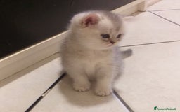 British gatti in vendita: Cuccioli British/Scottish  - Immagine 5