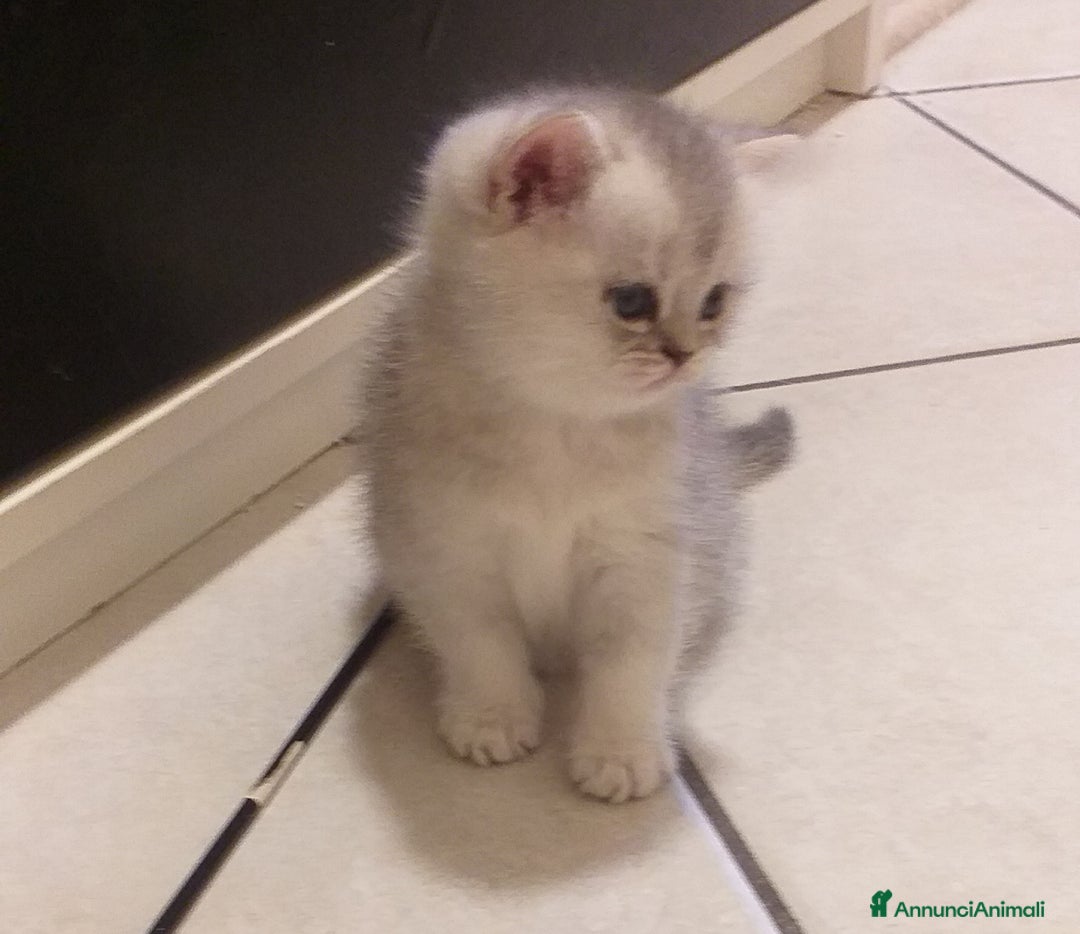 British gatti in vendita: Cuccioli British/Scottish  - Annuncio 5