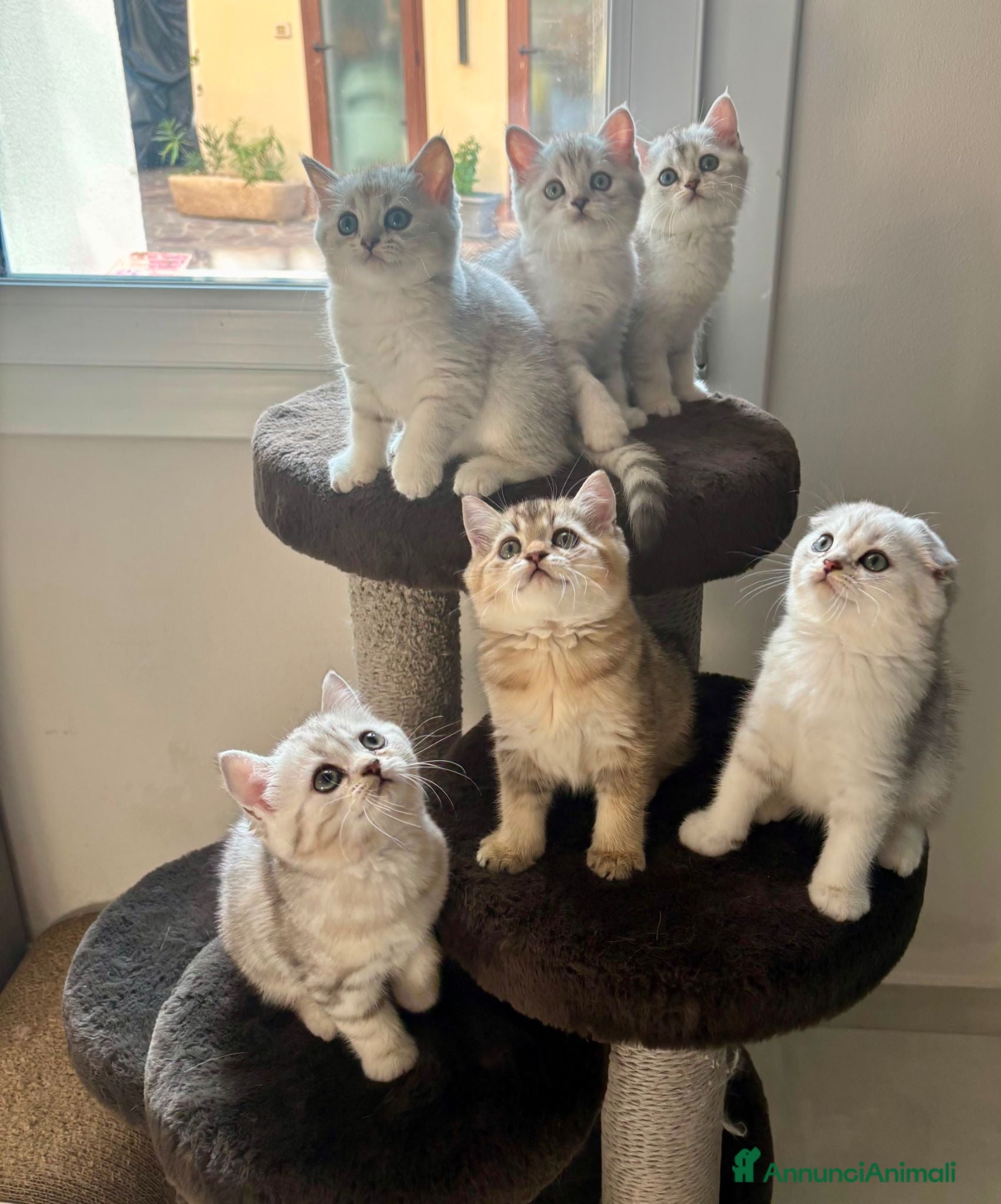 Scottish gatti Bellissimi cuccioli di scottish straight/fold - Annuncio 1