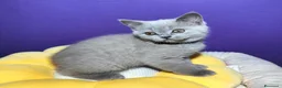 British gatti in vendita: Cuccioli British Shorthair lilac  - Annuncio 8