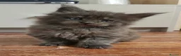 Maine Coon gatti in vendita: Maine coon black smok e red  - Annuncio 1