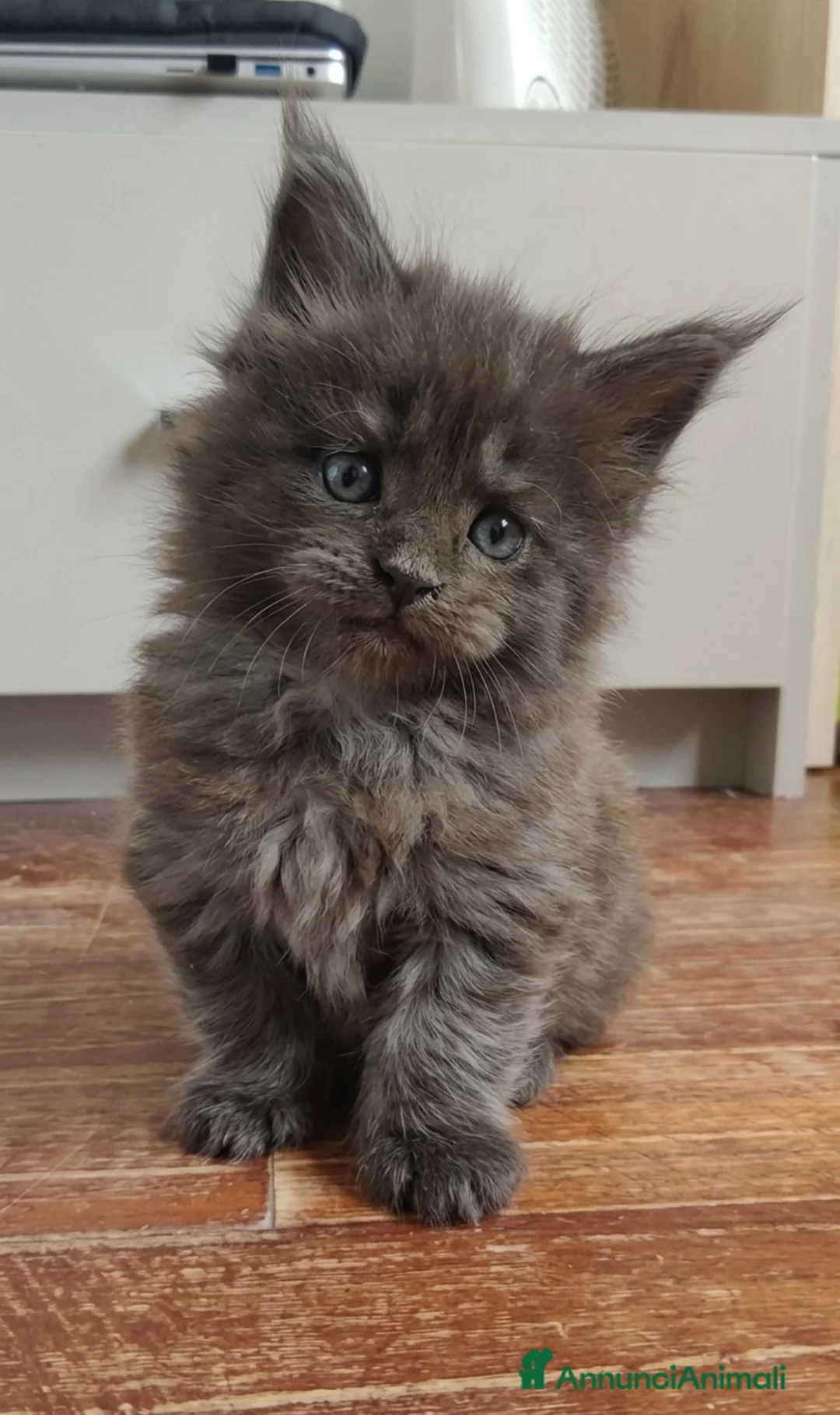 Maine Coon gatti in vendita: Maine coon black smok e red  - Annuncio 1