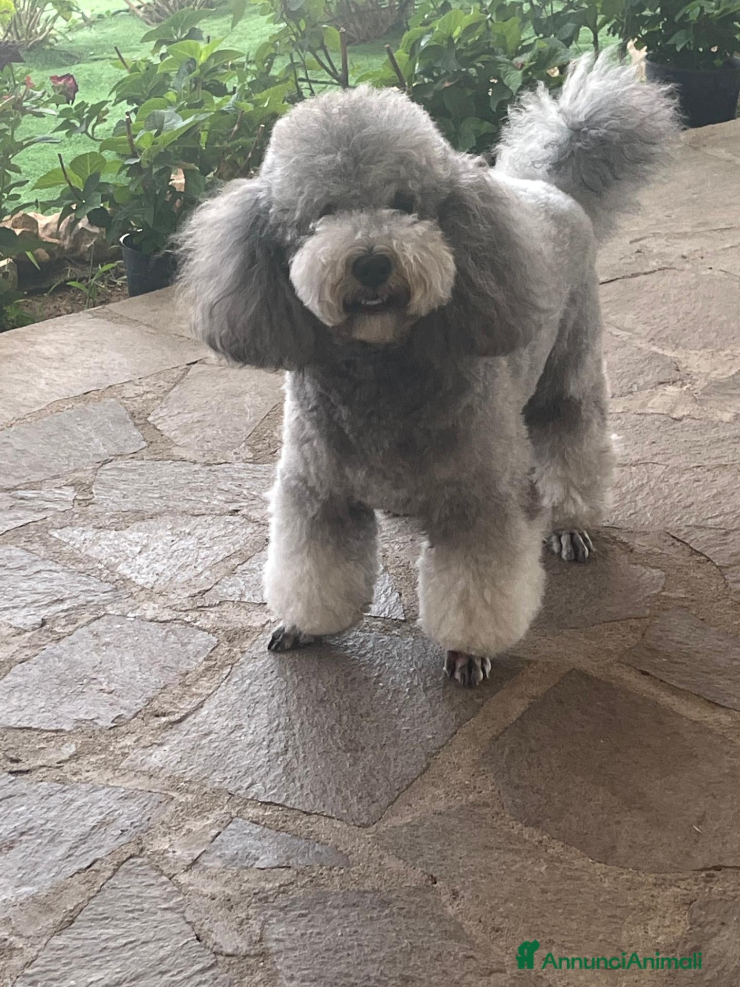 Barboncino cani Barboncino per monta - Annuncio 1