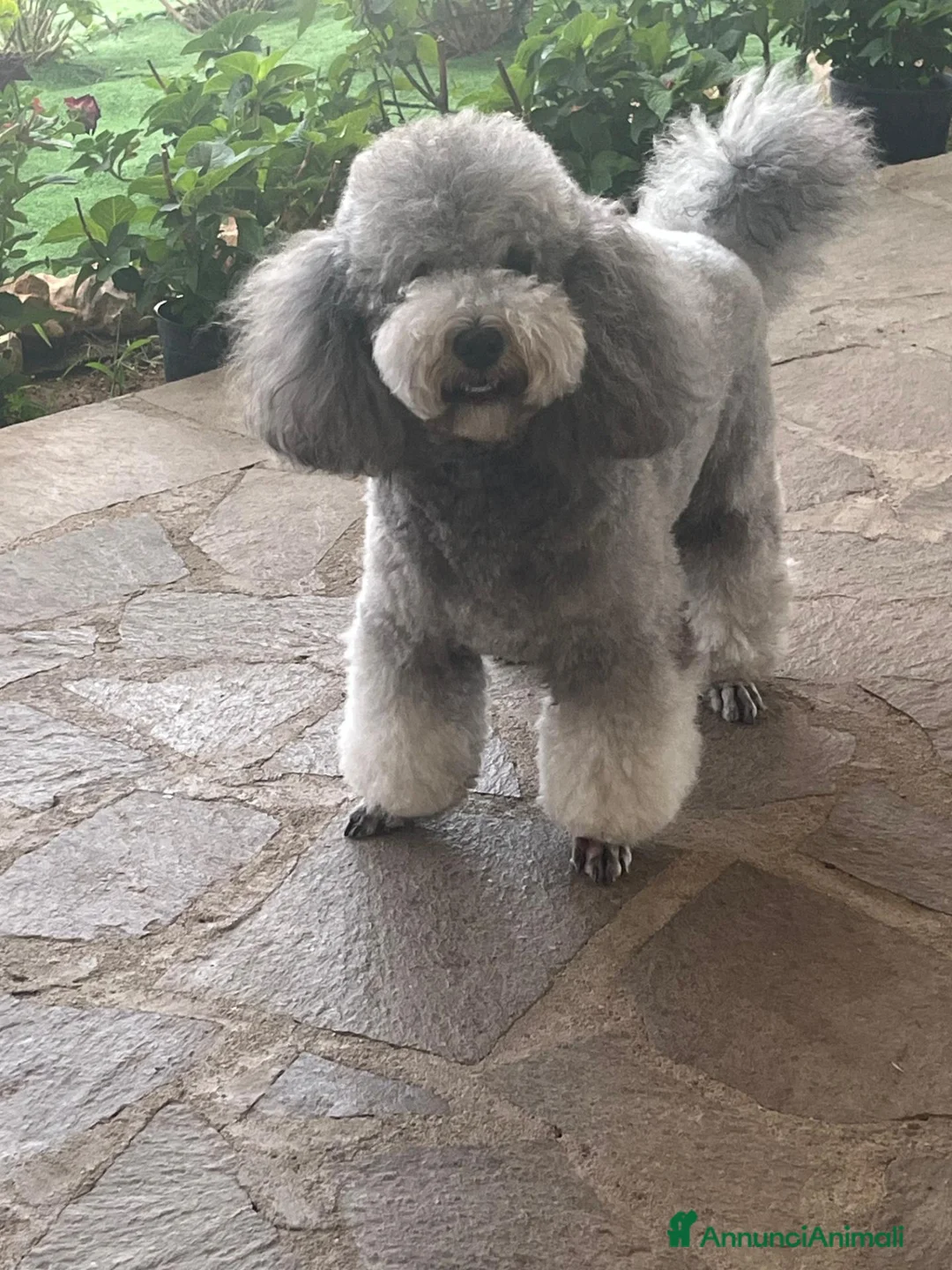 Barboncino cani per accoppiamento: Barboncino per monta - Annuncio 1