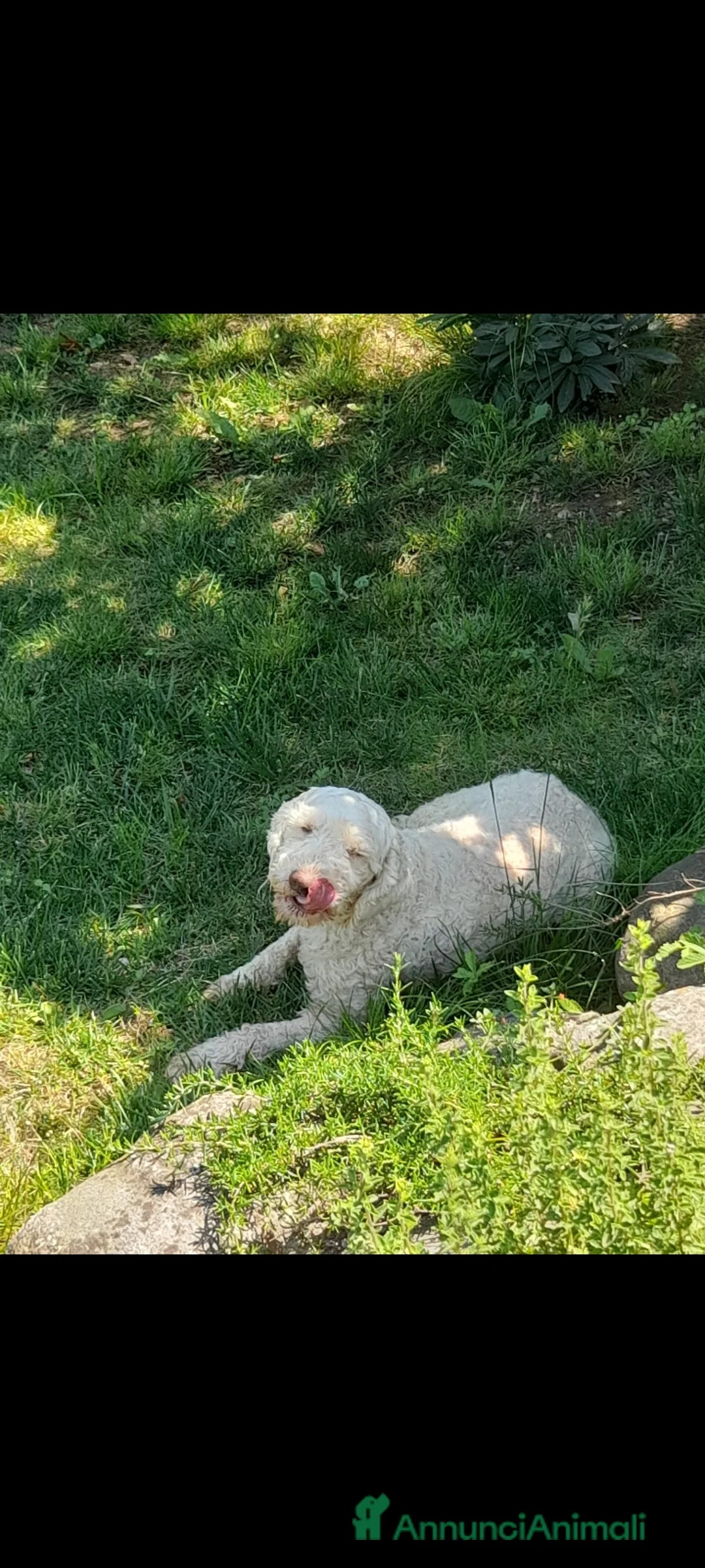 Lagotto cani in vendita: Lagotto romagnolo femmina  a Provincia di Brescia - Annuncio 2