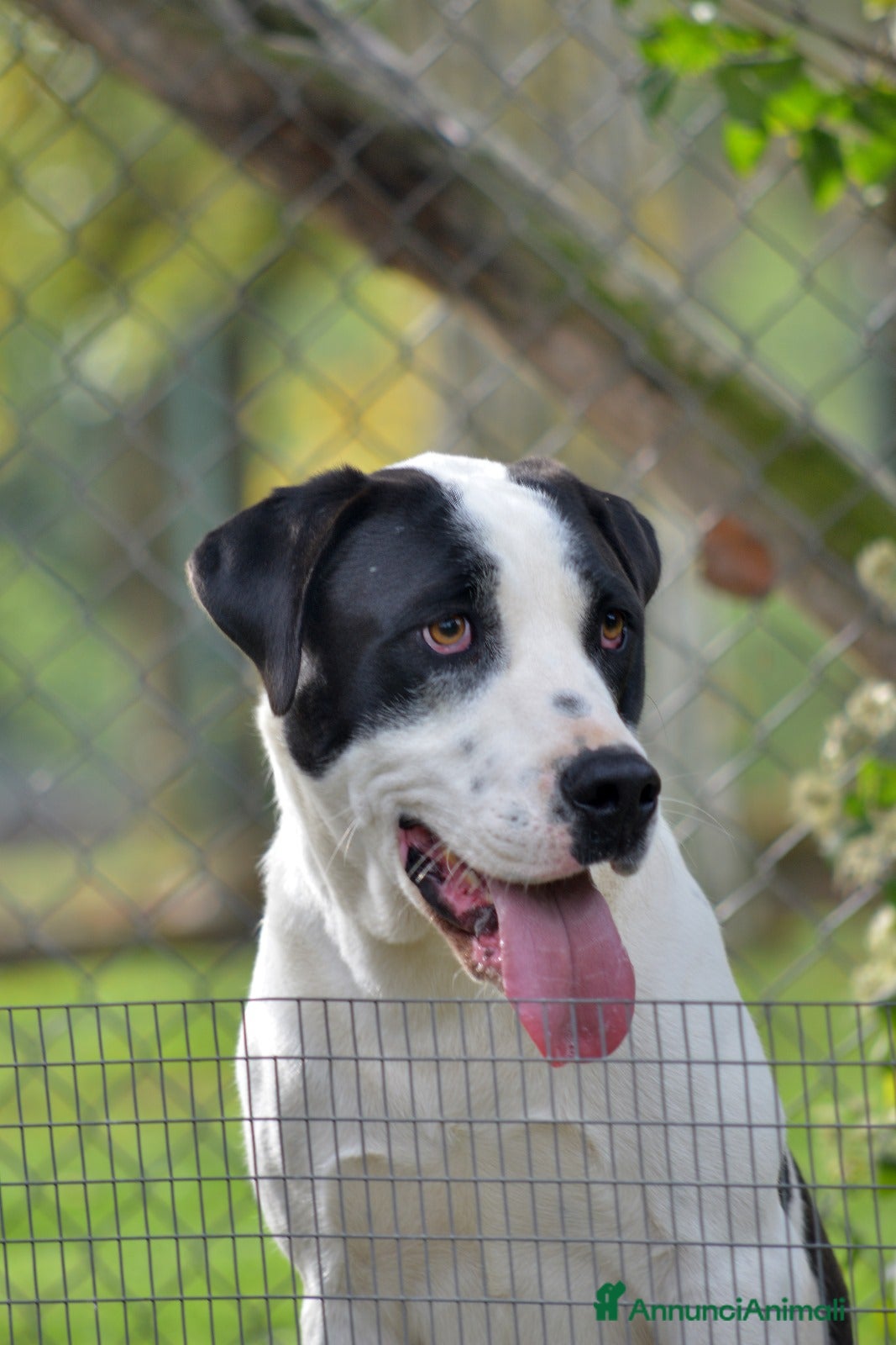 Meticcio cani IL BELLISSIMO CIRO TI STA ASPETTANDO - Annuncio 37