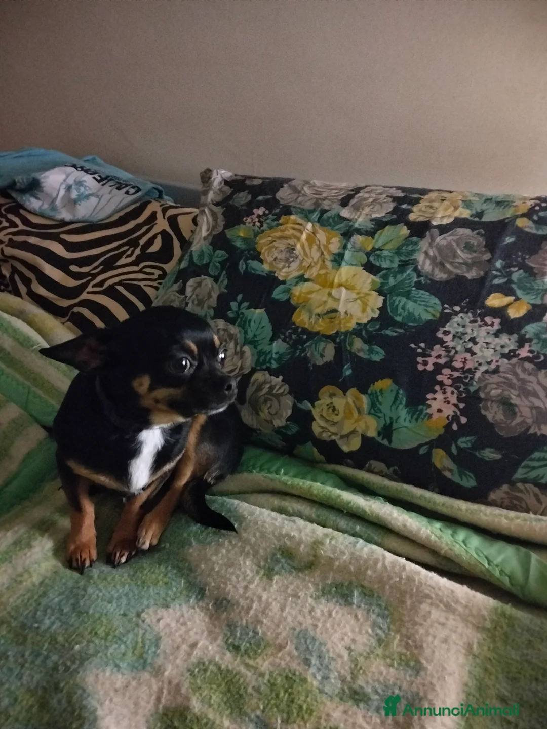 Chihuahua cani per accoppiamento: Anima bellissima chihuahua di 2 kg - Annuncio 1