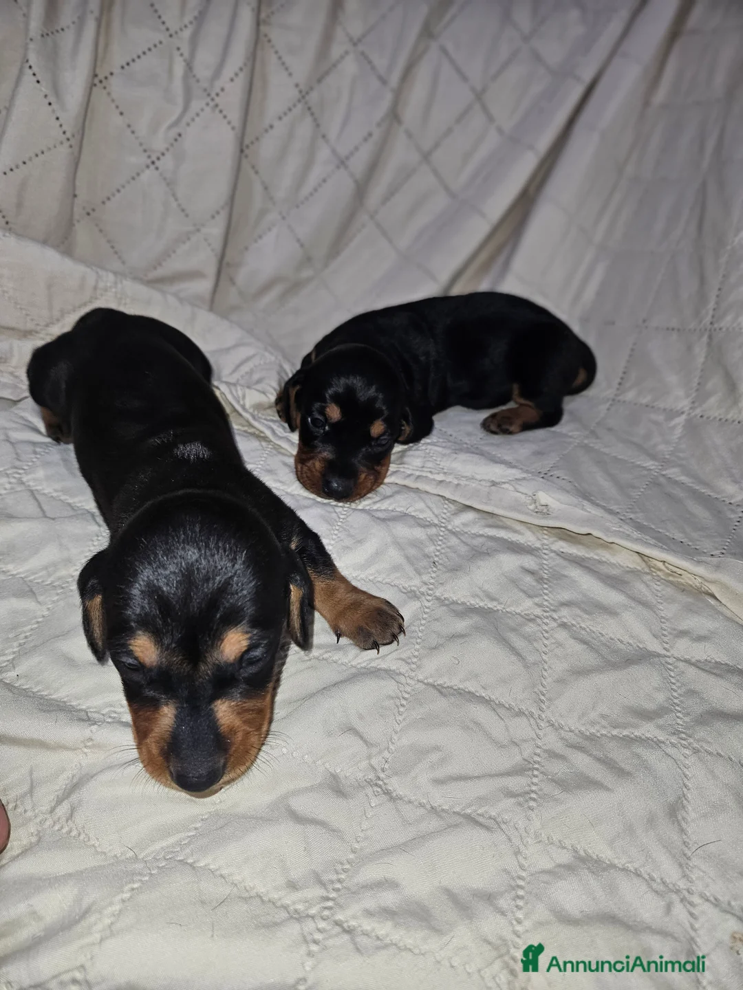 Bassotto cani in vendita: Bassotto kaninchen nero focato  a Città metropolitana di Milano - Annuncio 7