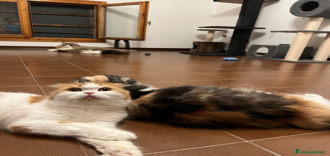 Immagine della galleria {{count}}