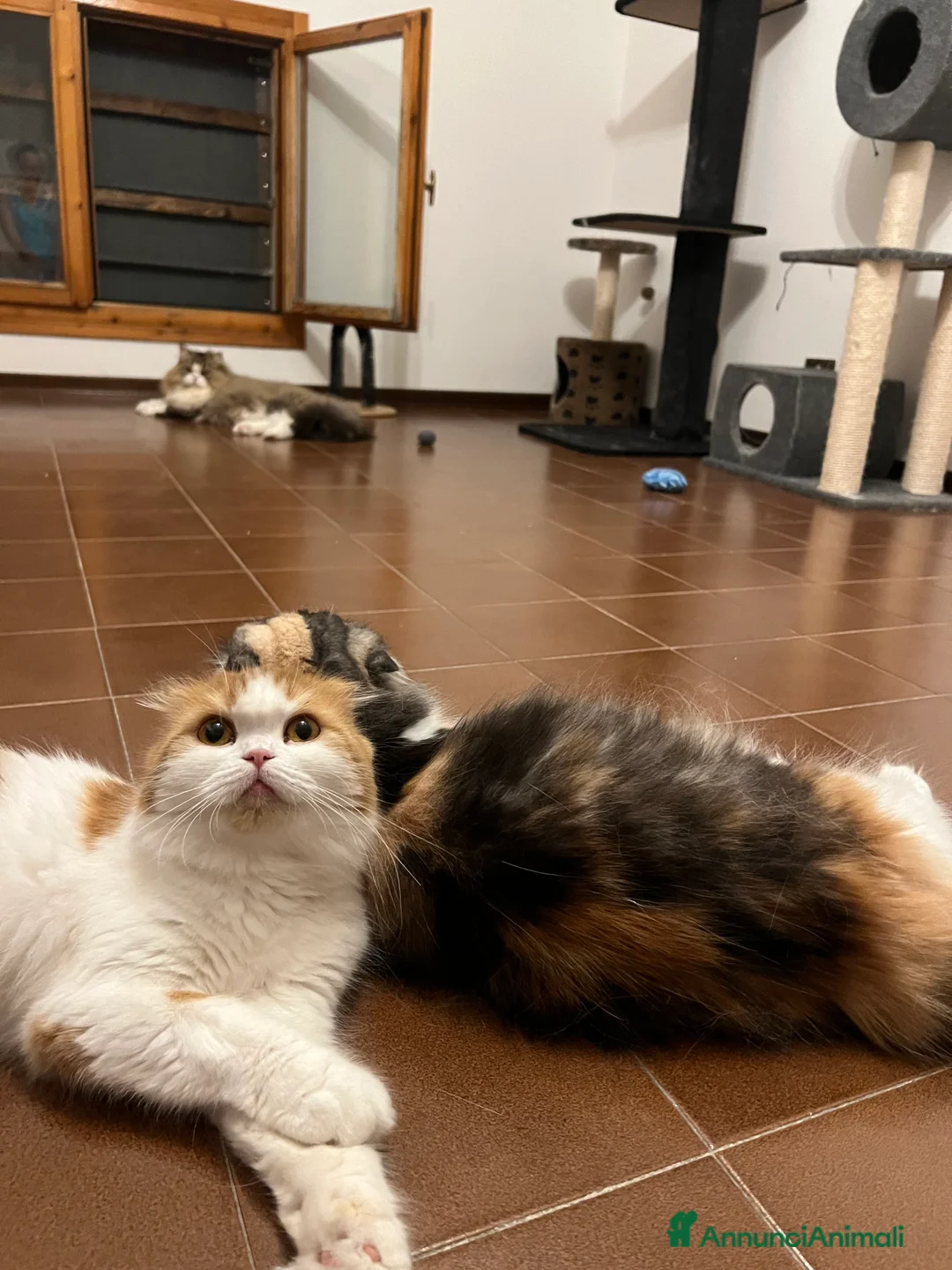 Immagine della galleria {{count}}