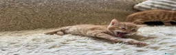Maine Coon gatti in vendita: Adorabili Gattini F/M - Annuncio 10
