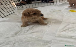 Barboncino cani in vendita: Cuccioli barboncino   a Provincia di Alessandria - Immagine 3