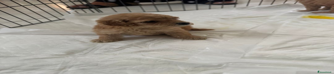 Barboncino Cucciolo 1