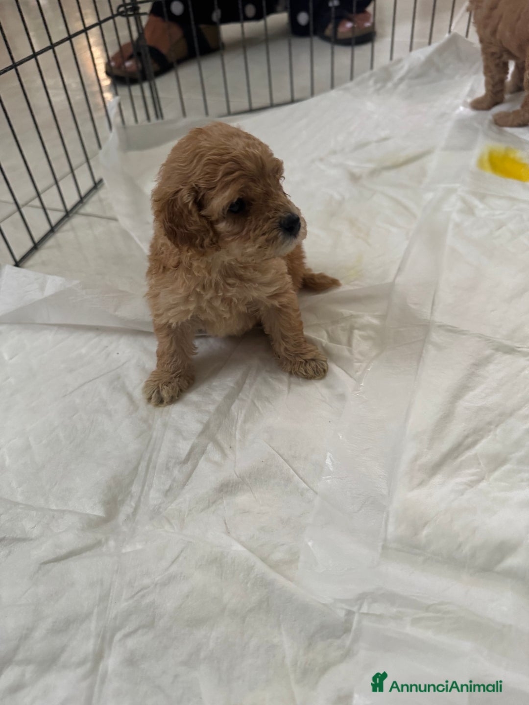 Barboncino cani in vendita: Cuccioli barboncino   a Provincia di Alessandria - Immagine 3