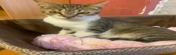 Meticcio gatti in regalo: 2 anni scarsi, dolce come lo zucchero  - Annuncio 6