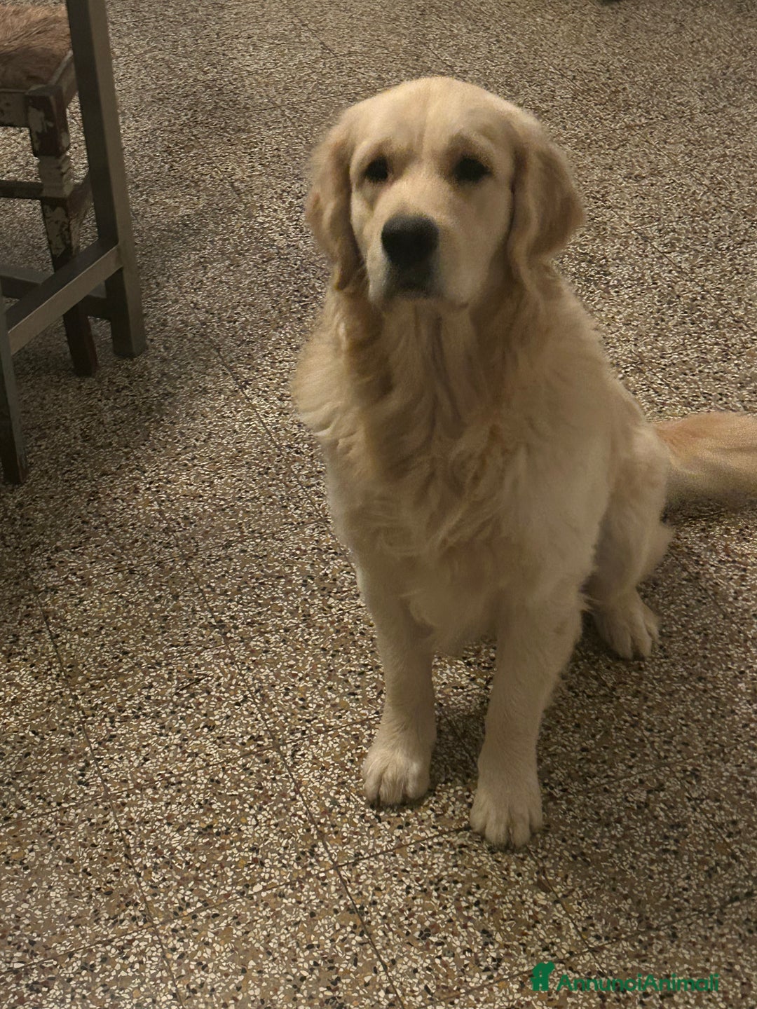 Golden Retriever cani in vendita: Cuccioli Golden Retriever - Annuncio 2