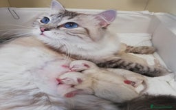 Ragdoll gatti in vendita: Cuccioli Ragdoll a Provincia di Bergamo - Immagine 25