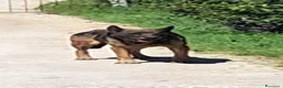 Pastore Tedesco cani in regalo: PETRA simil pastore Tedesco grigio - Annuncio 5
