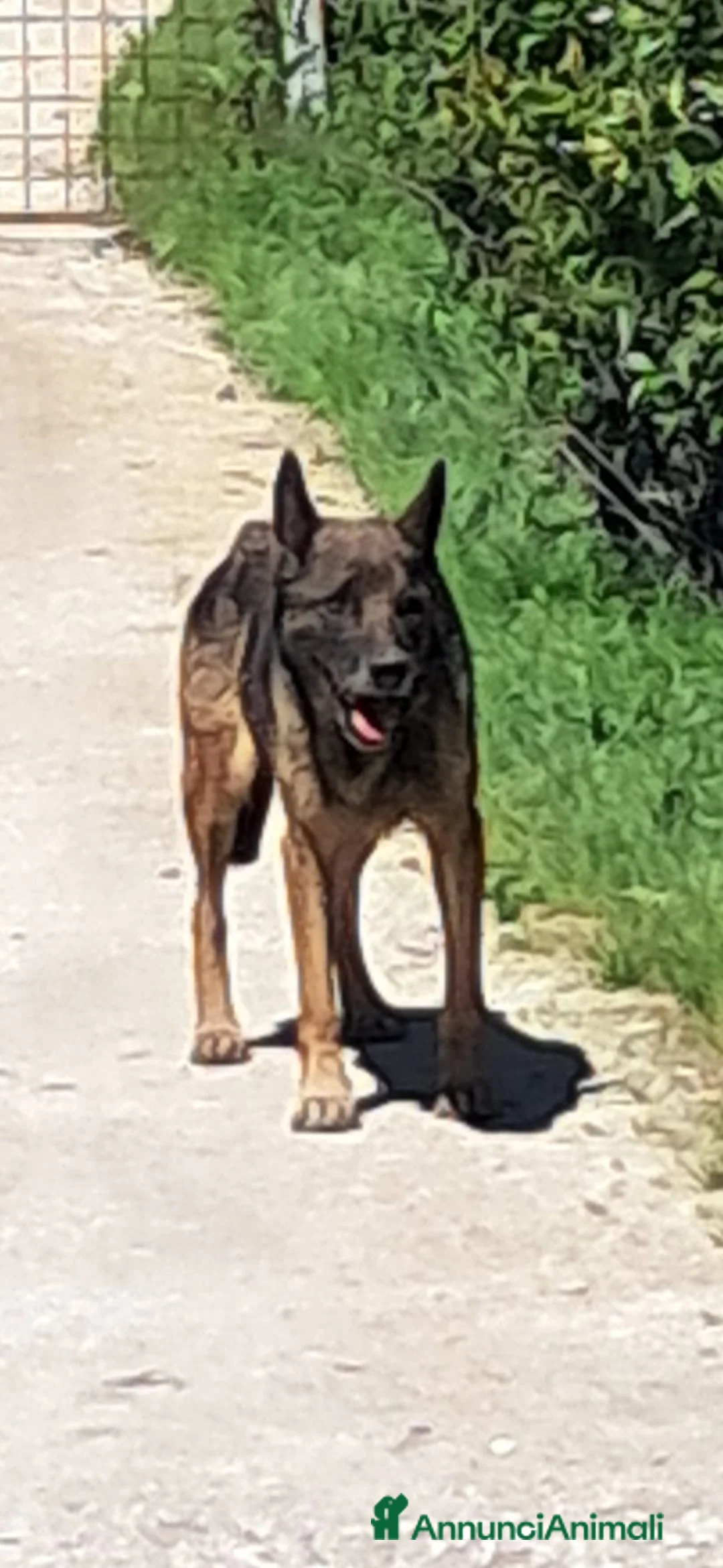 Pastore Tedesco cani in regalo: PETRA simil pastore Tedesco grigio - Annuncio 5