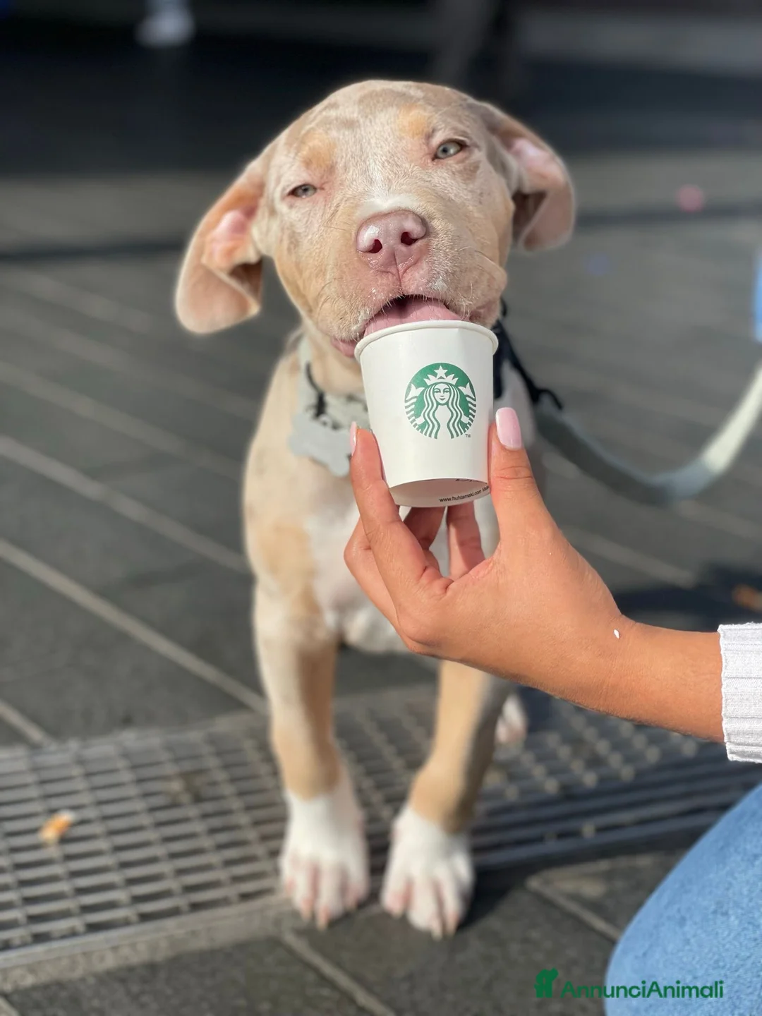 American Bully cani per accoppiamento: Rocco pronto per Monta - Annuncio 4