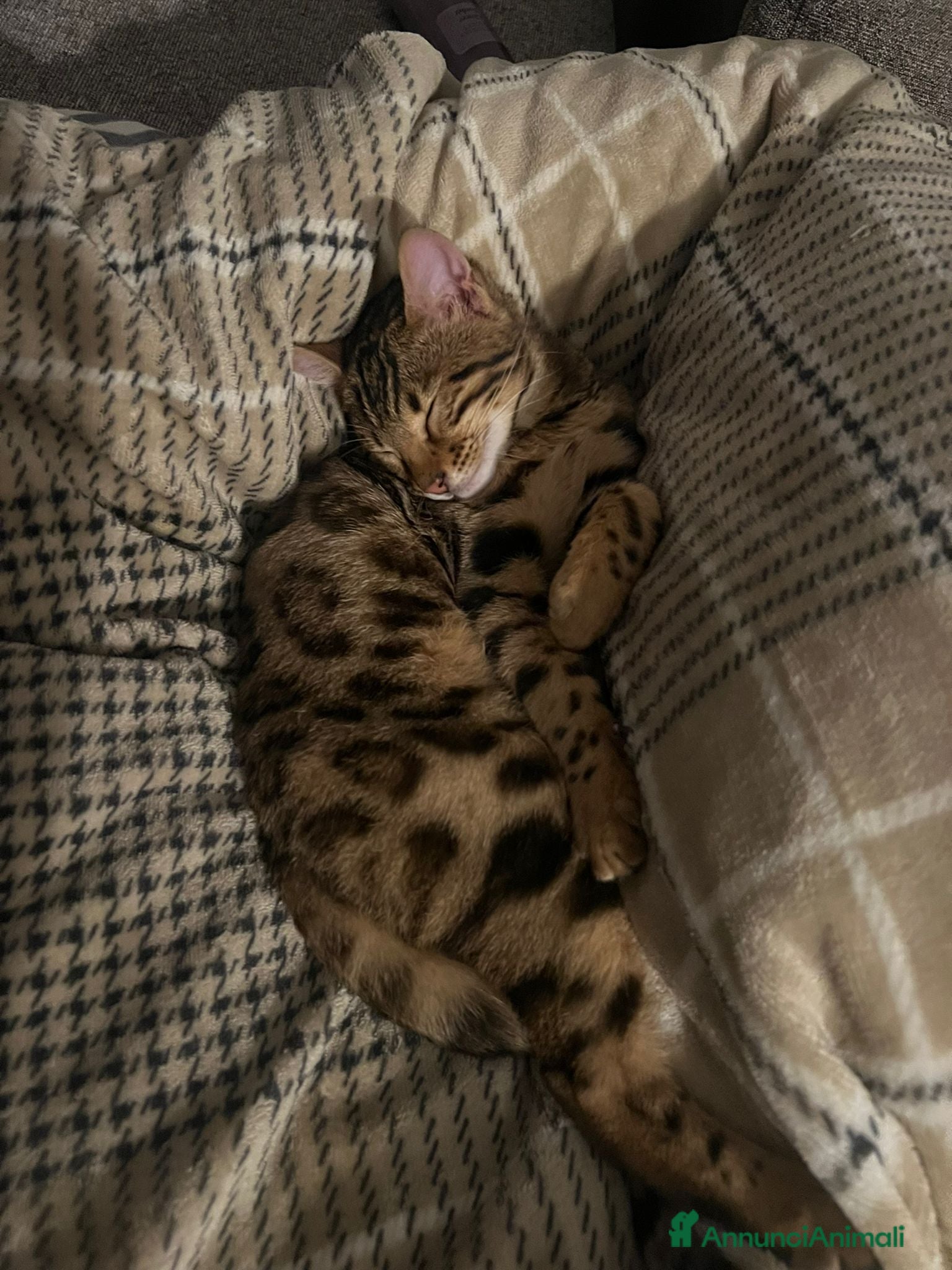 Bengala gatti CUCCIOLO E ADULTO DI BENGALA  - Annuncio 1