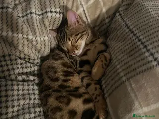 Bengala gatti CUCCIOLO E ADULTO DI BENGALA - Annuncio 1